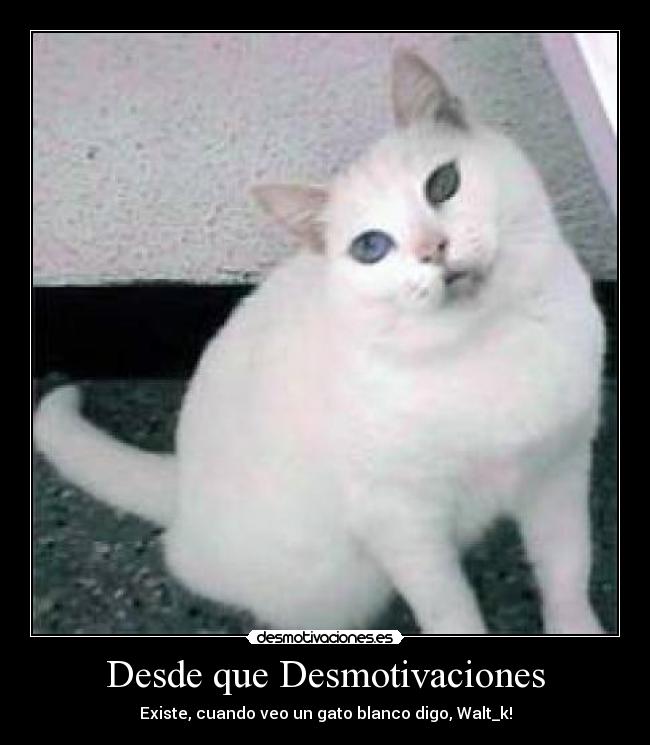 Desde que Desmotivaciones - Existe, cuando veo un gato blanco digo, Walt_k!