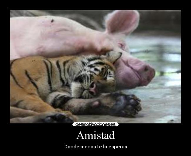 Amistad -