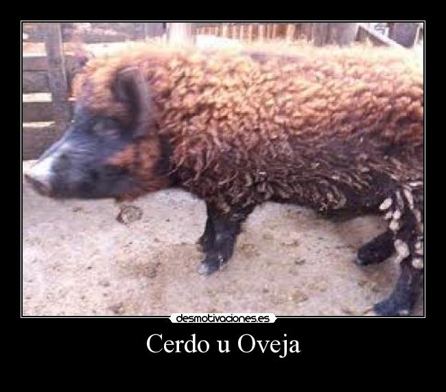 Cerdo u Oveja - 
