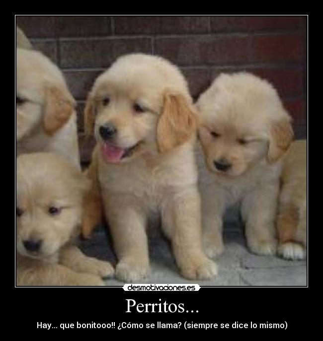 Perritos... -