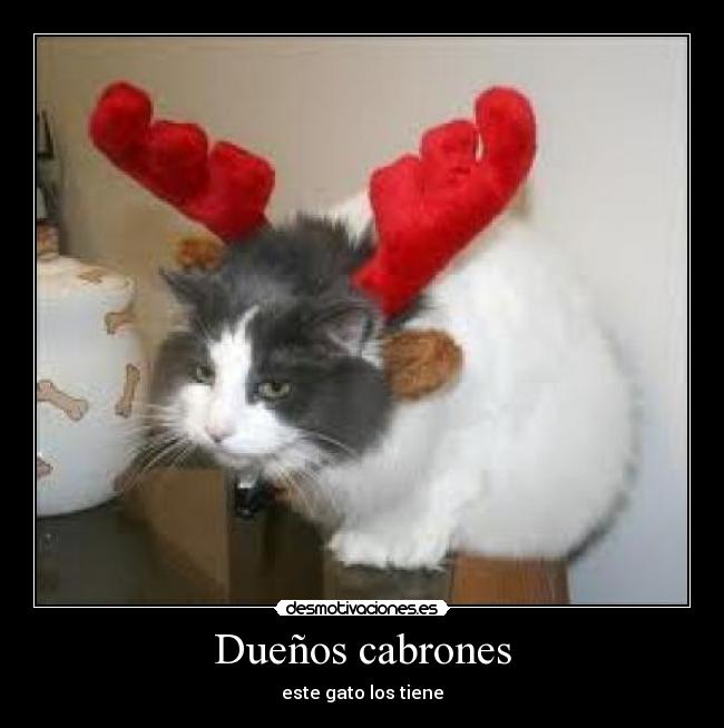 Dueños cabrones - este gato los tiene