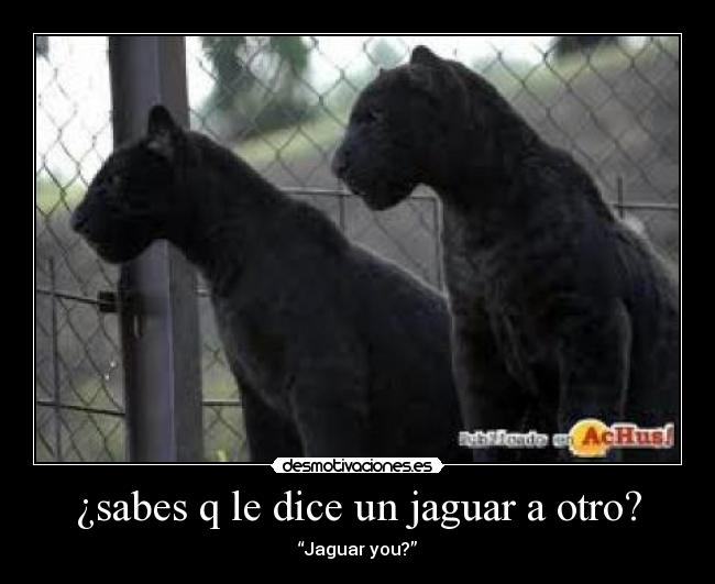 ¿sabes q le dice un jaguar a otro? - “Jaguar you?”