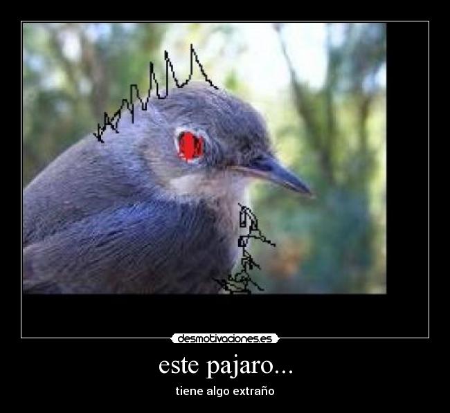 este pajaro... -