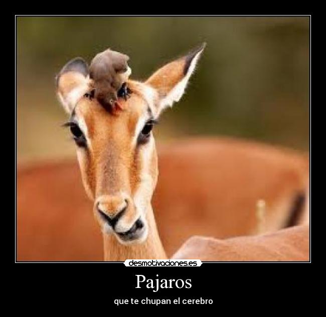 Pajaros - que te chupan el cerebro