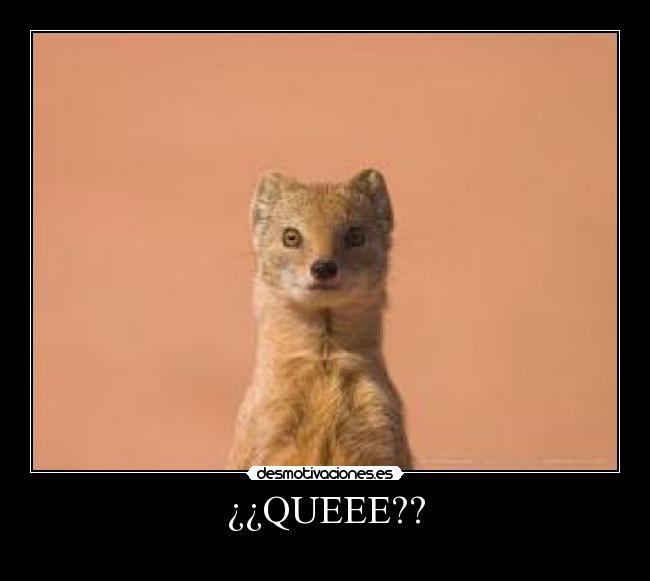 ¿¿QUEEE?? -