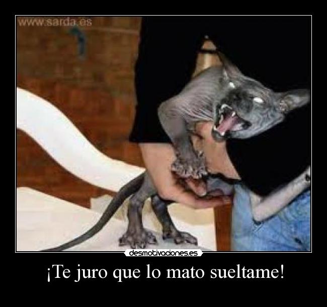 carteles gato desmotivaciones