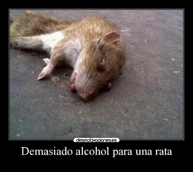 Demasiado alcohol para una rata - 