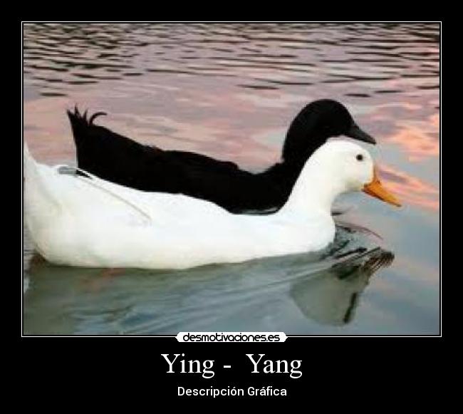 Ying - Yang -