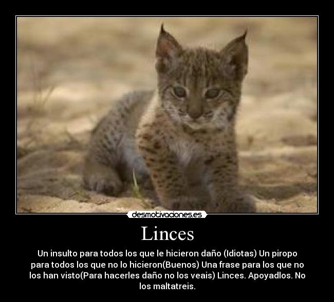 Linces - 