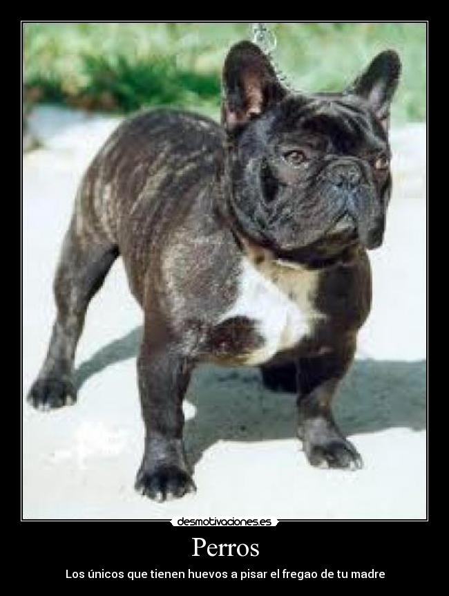 Perros - Los únicos que tienen huevos a pisar el fregao de tu madre