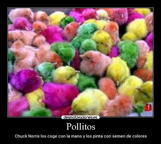 Pollitos - Chuck Norris los coge con la mano y los pinta con semen de colores