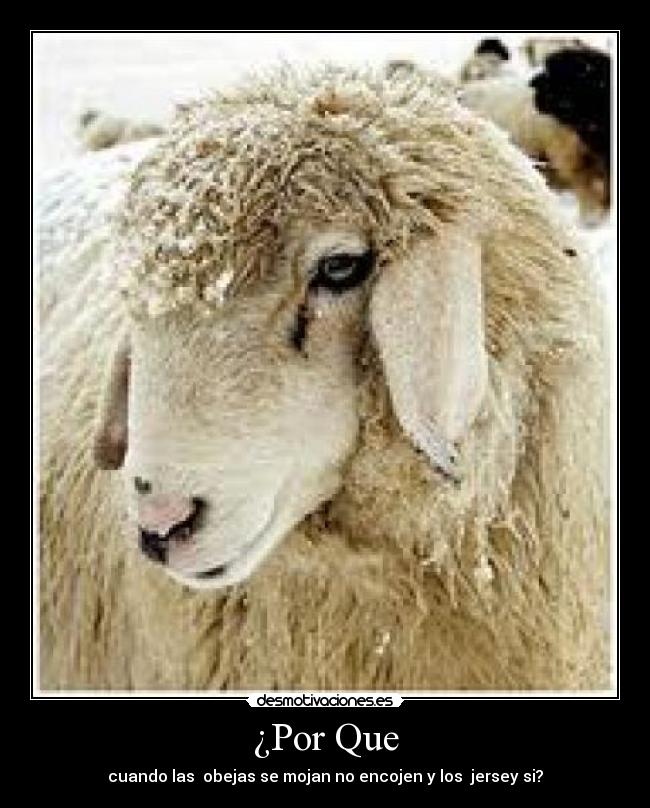 carteles obejaporquecartelprincipalcolajeje desmotivaciones