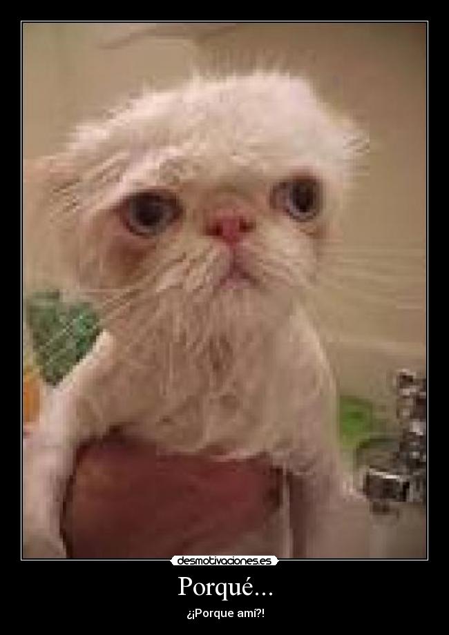 Porqué... -
