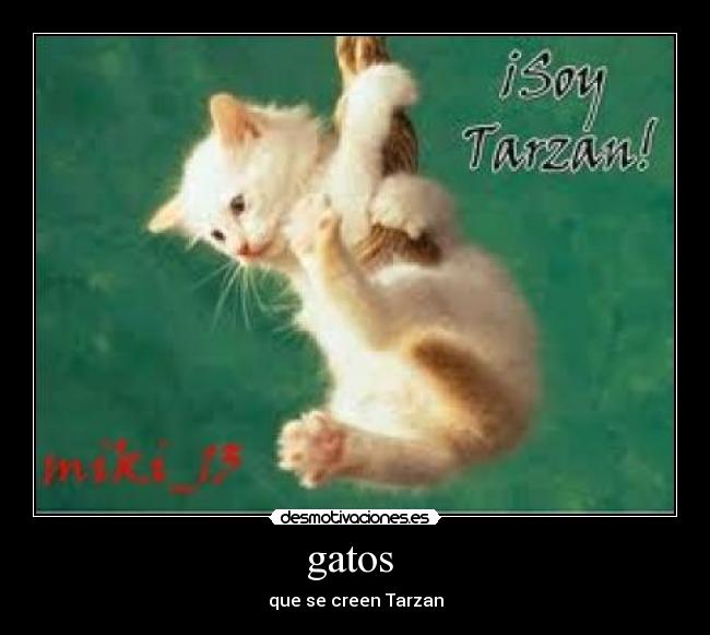 gatos - que se creen Tarzan