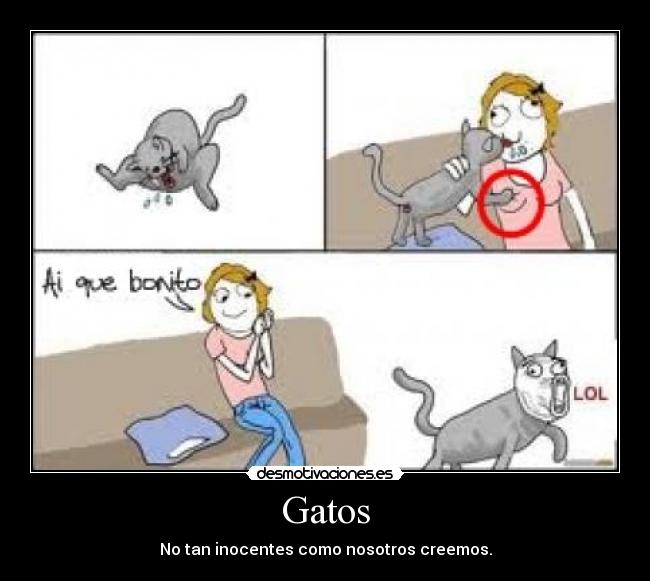 Gatos - 