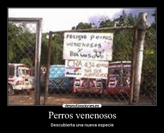 Perros venenosos - Descubierta una nueva especie