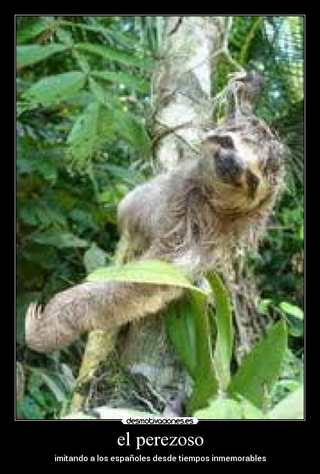 el perezoso - imitando a los españoles desde tiempos inmemorables