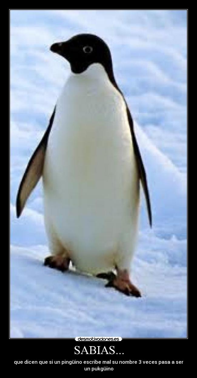 SABIAS... - que dicen que si un pingüino escribe mal su nombre 3 veces pasa a ser un pukgüino