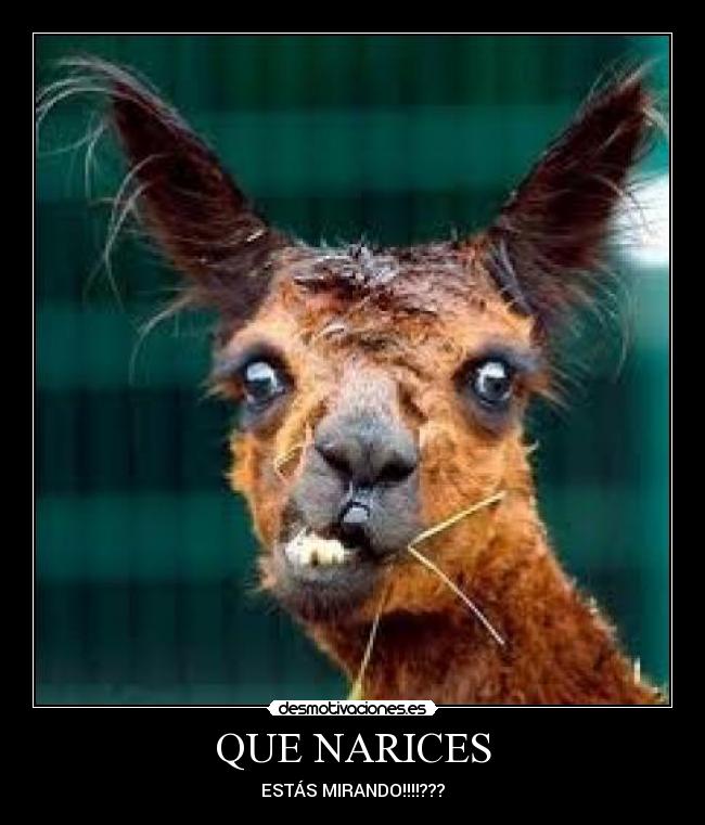 QUE NARICES -