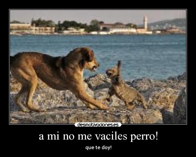 a mi no me vaciles perro! - que te doy!