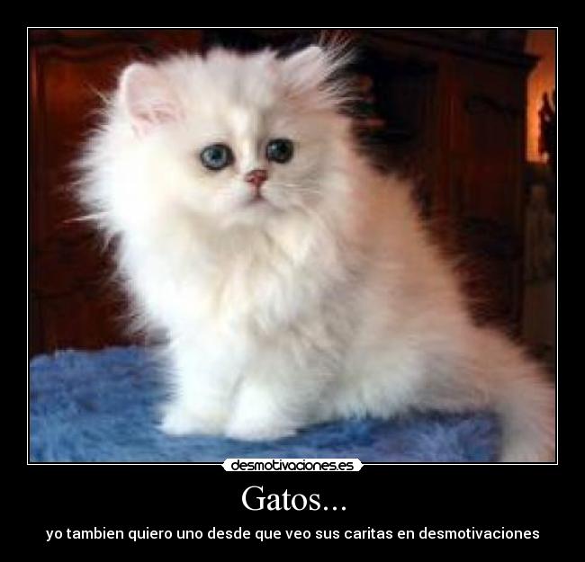 Gatos... - yo tambien quiero uno desde que veo sus caritas en desmotivaciones