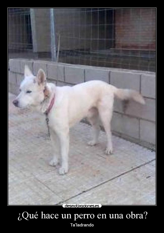 ¿Qué hace un perro en una obra? -