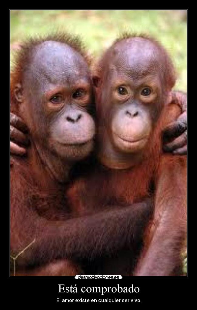 Está comprobado - El amor existe en cualquier ser vivo.