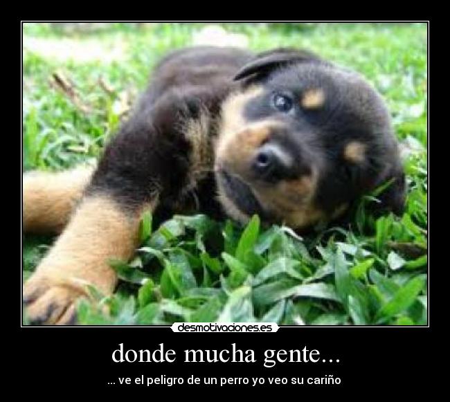 donde mucha gente... - ... ve el peligro de un perro yo veo su cariño 