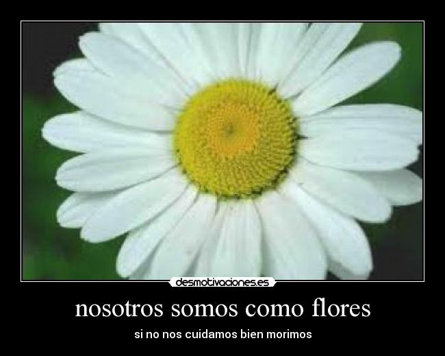 nosotros somos como flores - si no nos cuidamos bien morimos