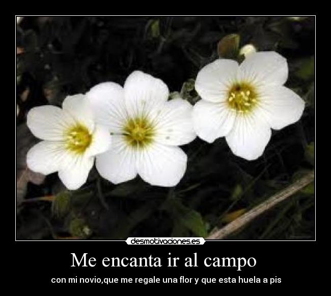 Me encanta ir al campo - con mi novio,que me regale una flor y que esta huela a pis
