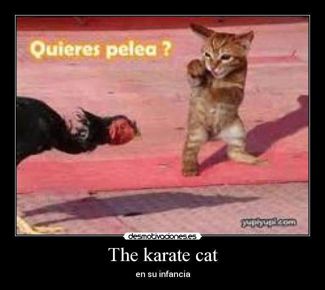 The karate cat -