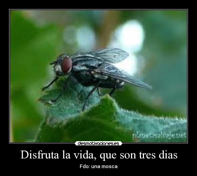 Disfruta la vida, que son tres dias -