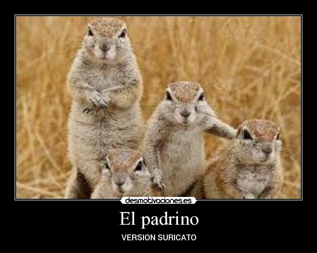 carteles suricato desmotivaciones