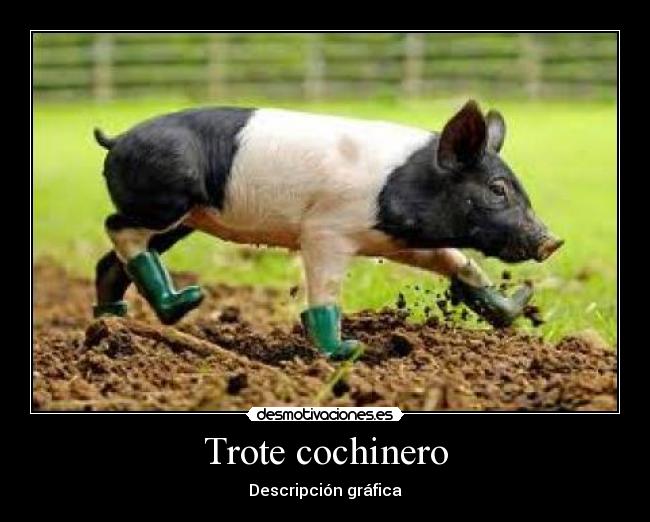 Trote cochinero - Descripción gráfica