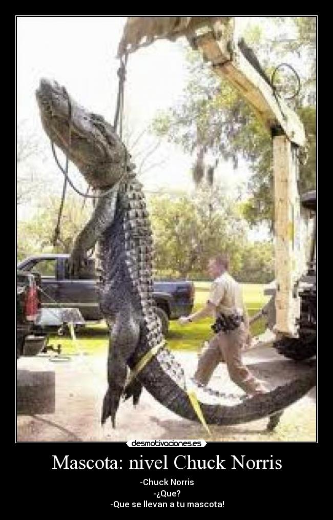 Mascota: nivel Chuck Norris - 