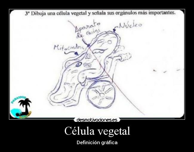 Célula vegetal -
