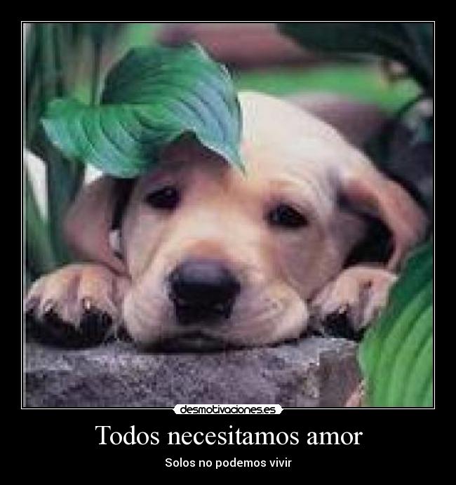 Todos necesitamos amor -