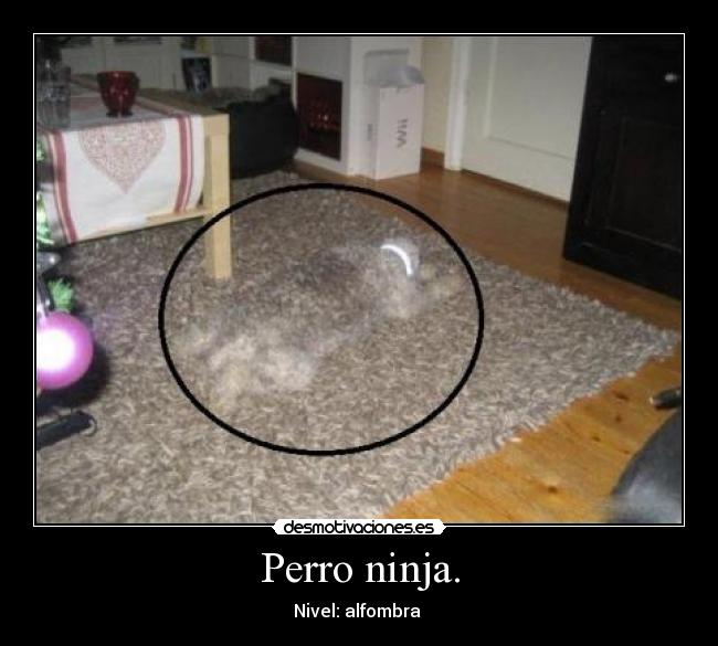 Perro ninja. -