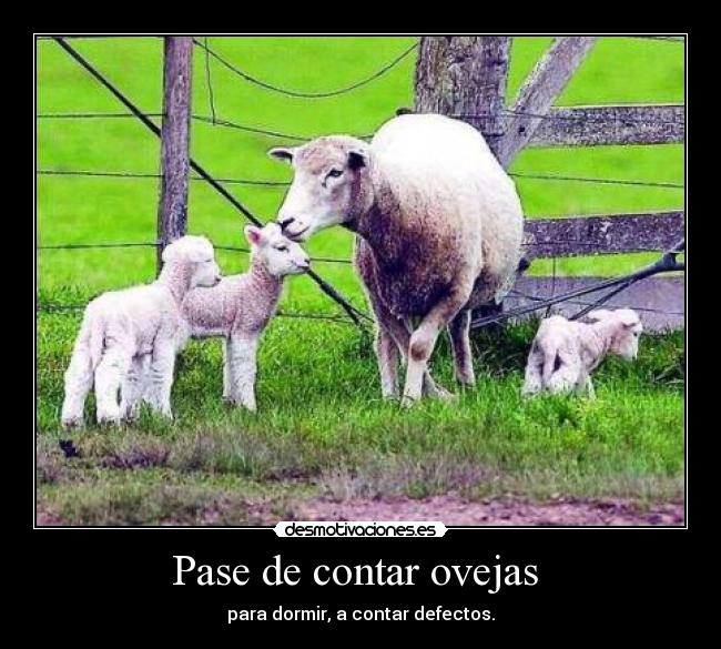 carteles acavaron las ovejas desmotivaciones