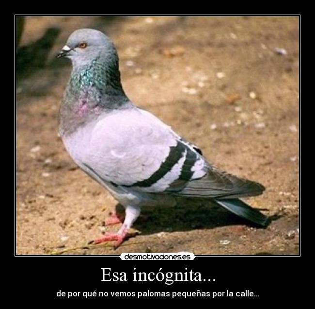 carteles palomas desmotivaciones