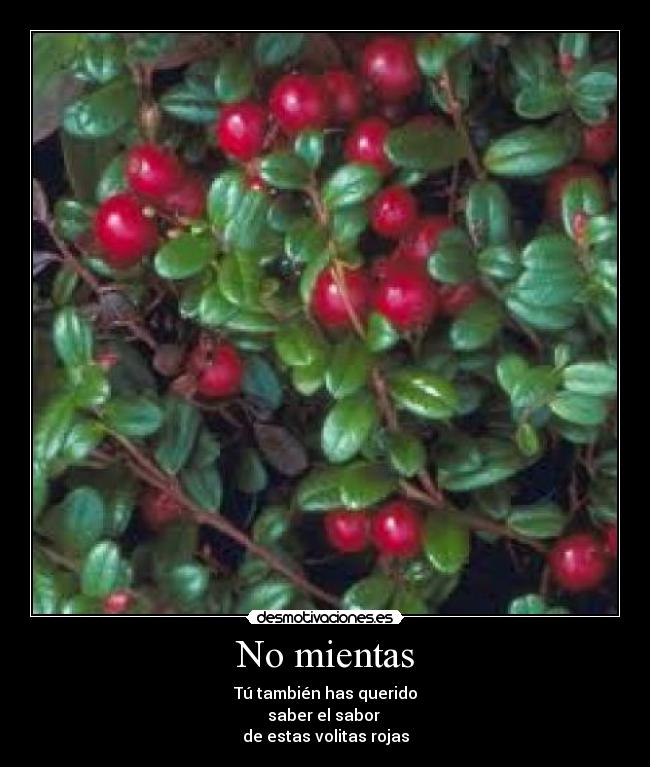 No mientas - Tú también has querido
saber el sabor
de estas volitas rojas