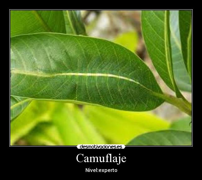 Camuflaje -