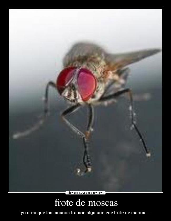 frote de moscas -