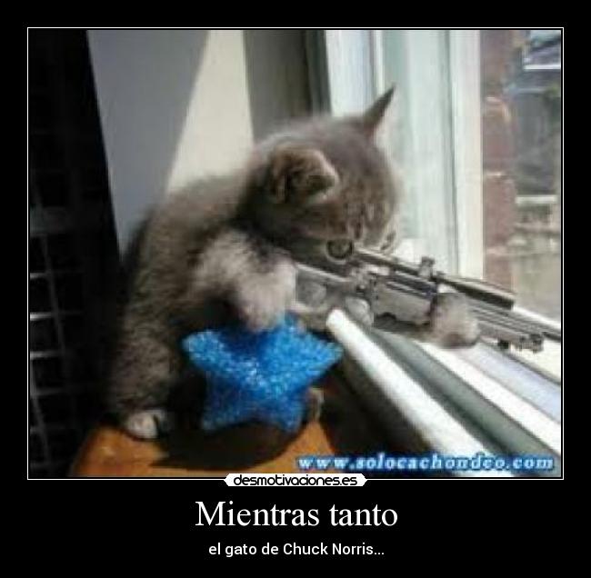 Mientras tanto - el gato de Chuck Norris...