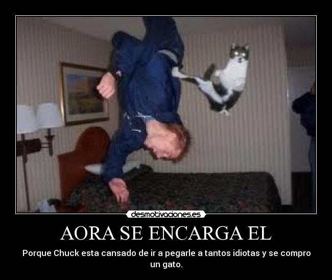 AORA SE ENCARGA EL - Porque Chuck esta cansado de ir a pegarle a tantos idiotas y se compro un gato.