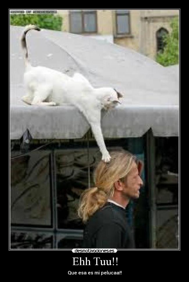 Ehh Tuu!! - Que esa es mi pelucaa!!