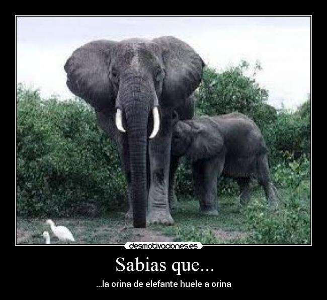 Sabias que... -