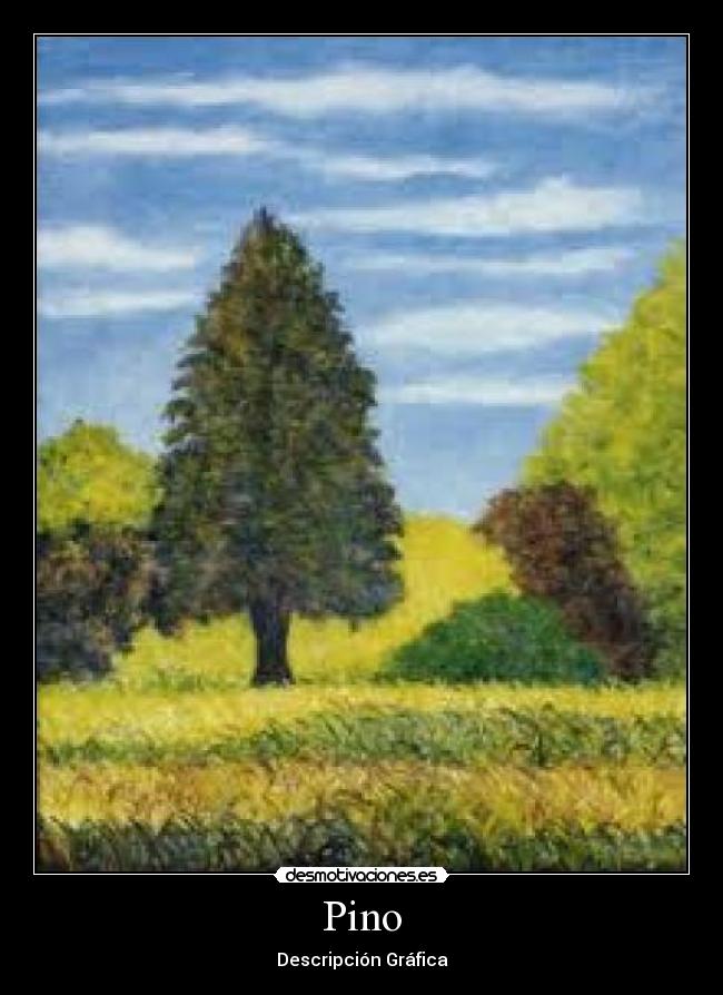 Pino - 