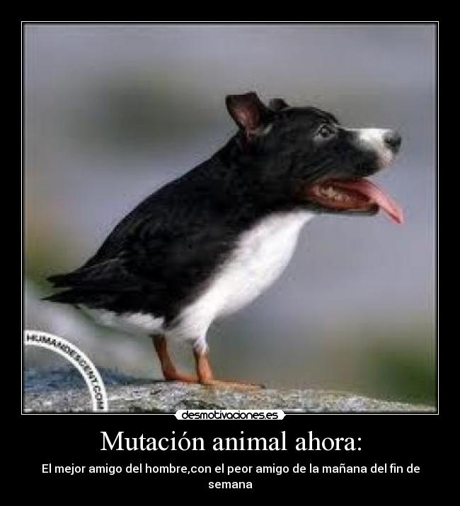 Mutación animal ahora: - El mejor amigo del hombre,con el peor amigo de la mañana del fin de semana