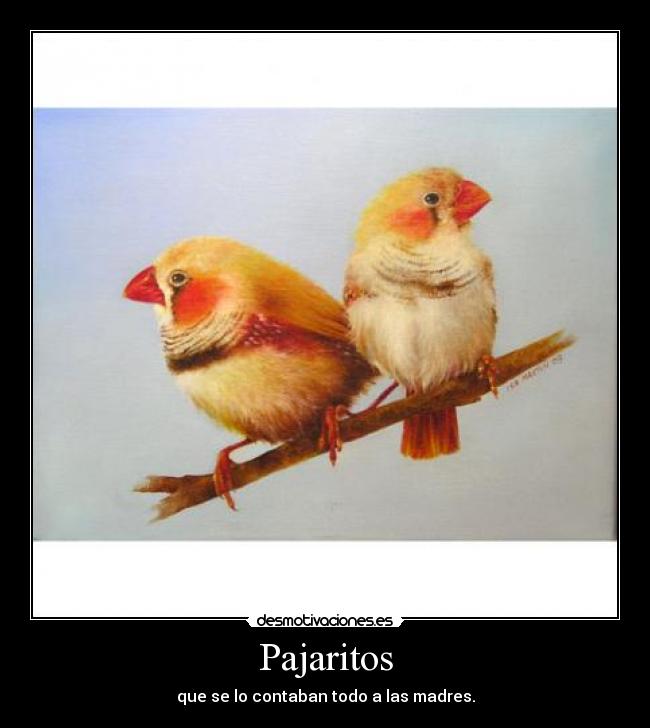Pajaritos - 